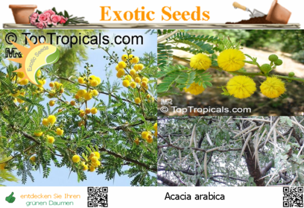Acacia arabica, Arabischer Gummibaum, 20 Samen